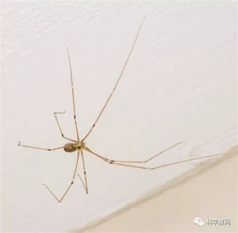 興旺的家 家裡出現小蜘蛛